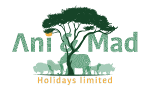 Ani and Mad Logo Png-01-01