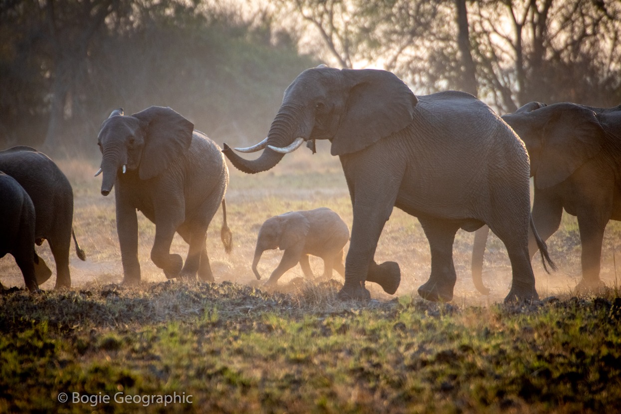 Kafue & Northern Zambia Safari Adventure - 13N14D
