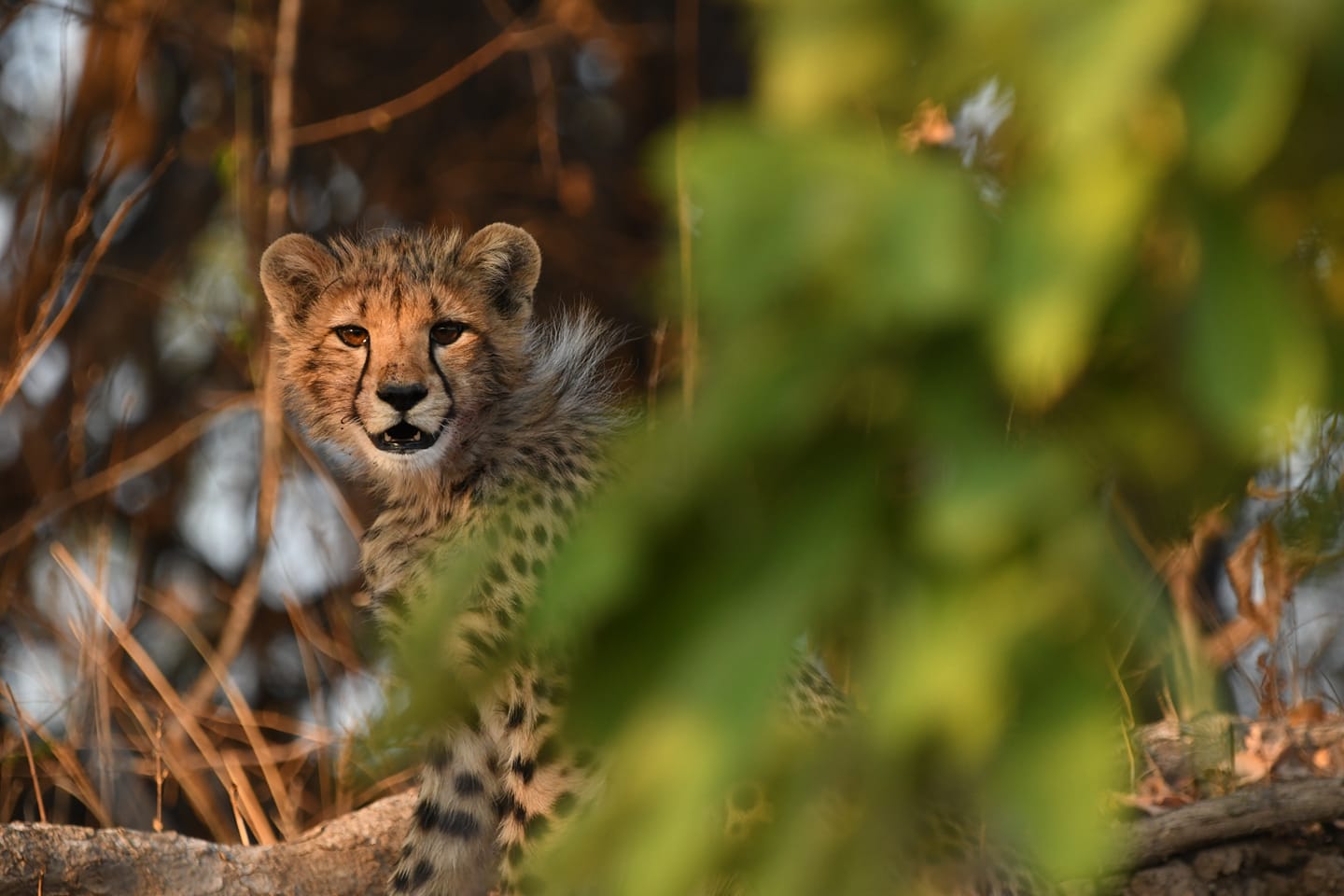 Kafue & Luangwa Safari Combo - 12N13D