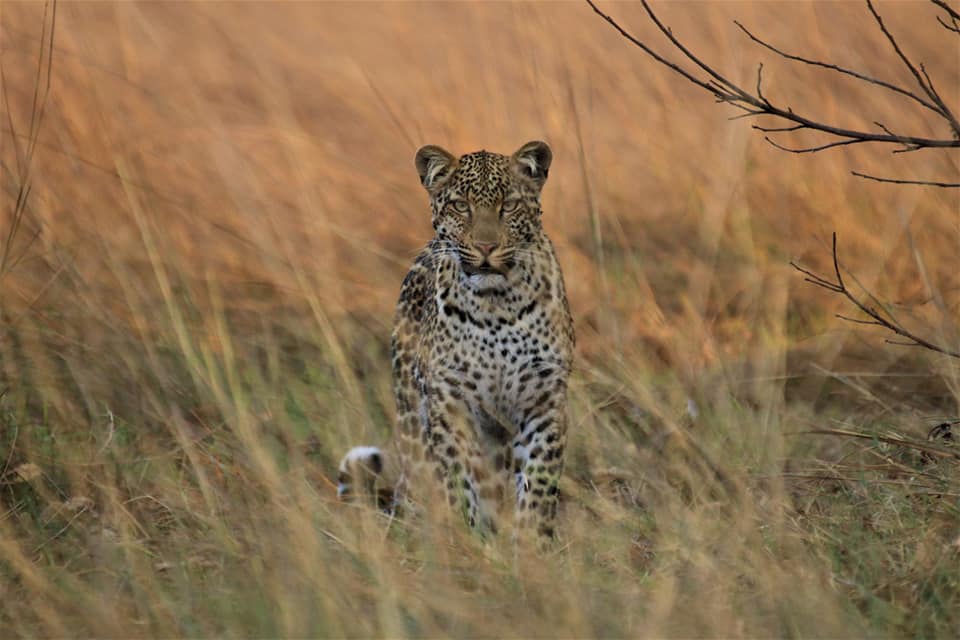 Kafue National Park & Victoria Falls Escape - 7N/8D
