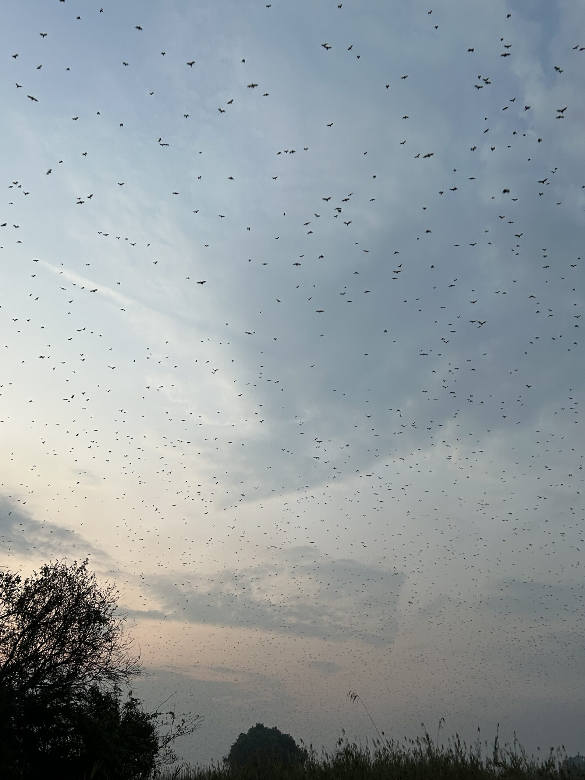Million of bats