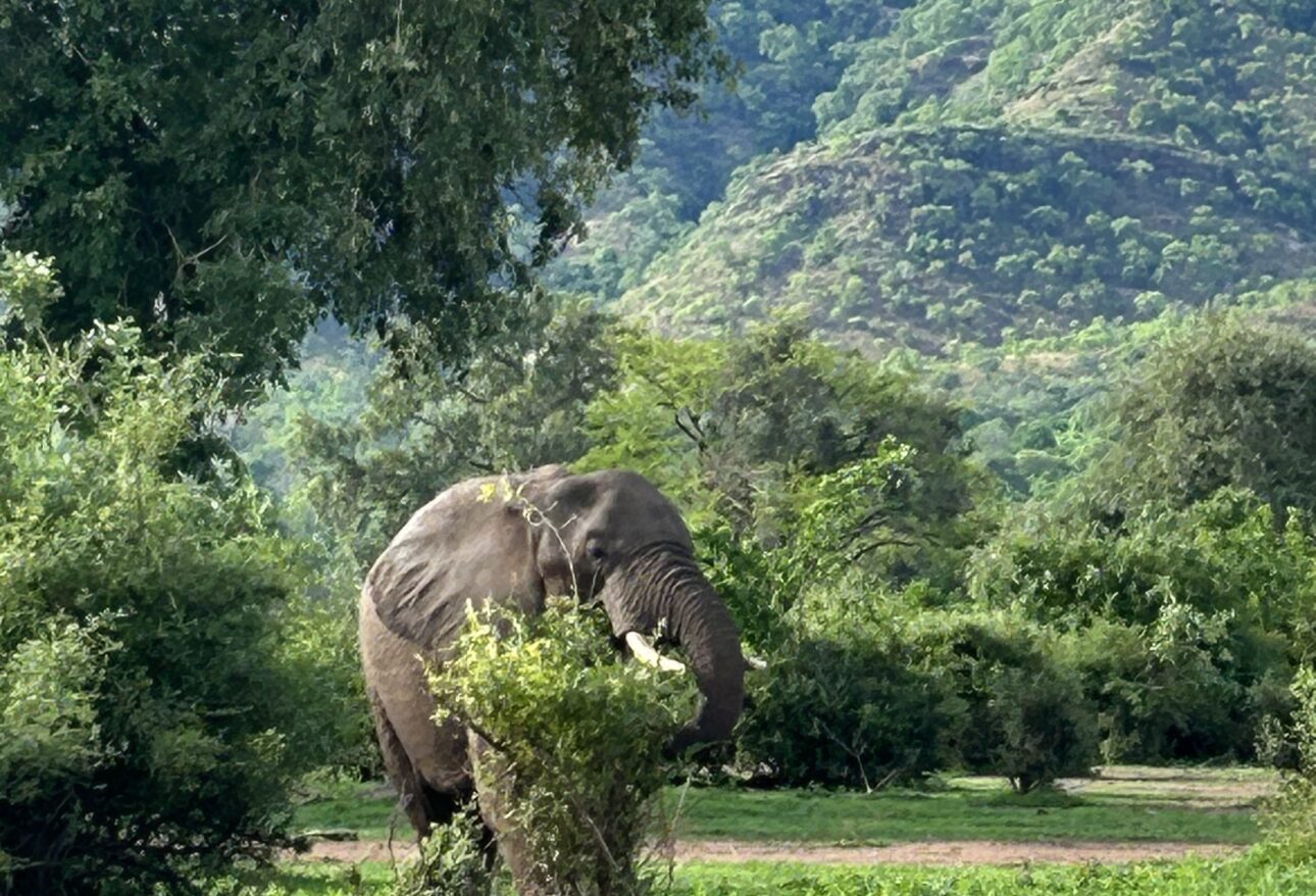 Elephant grazing