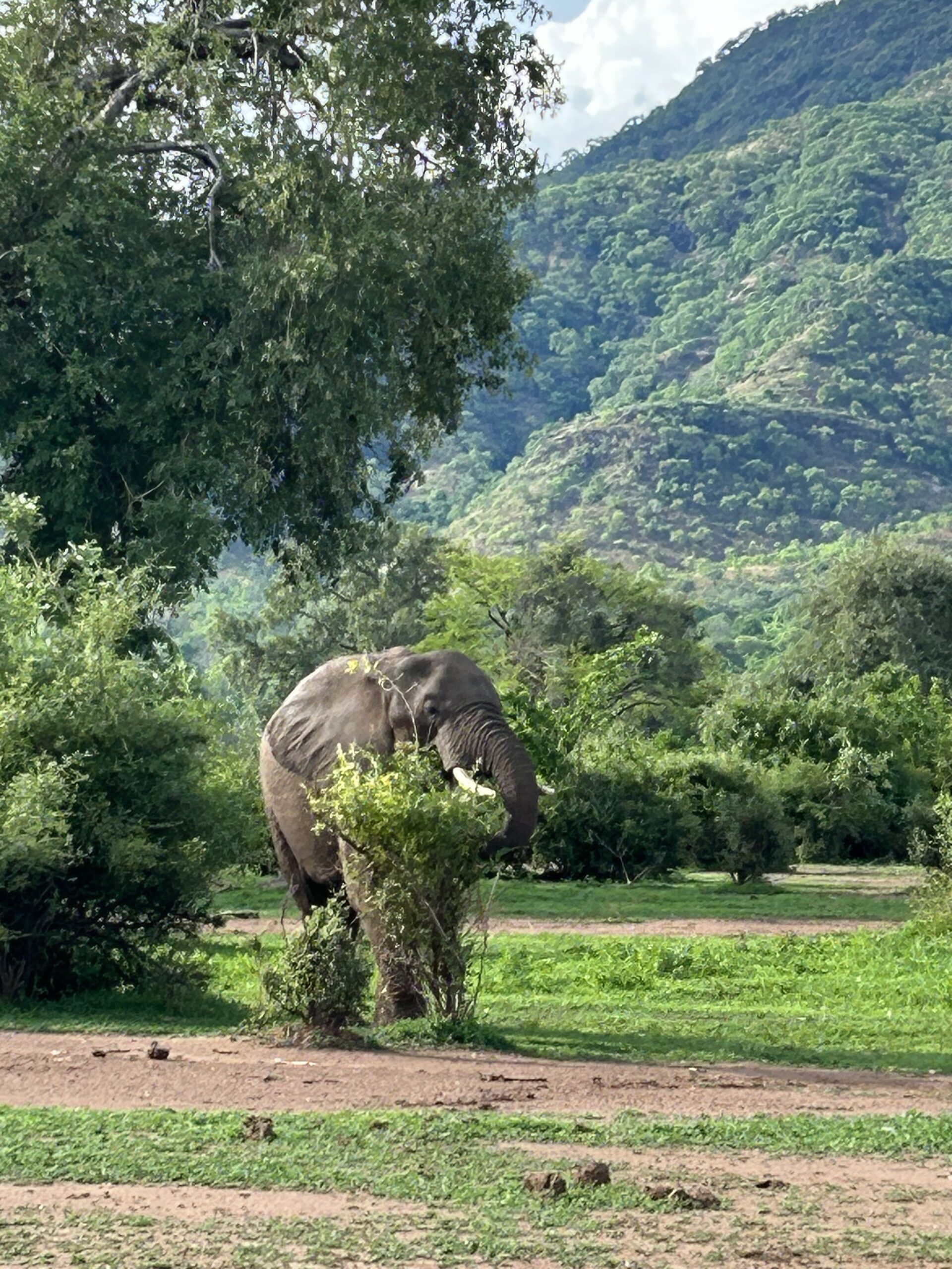 Elephant grazing